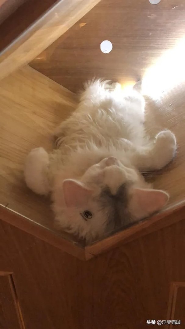 如何让宠物开心？