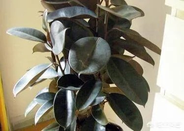 怎么养殖橡皮树？