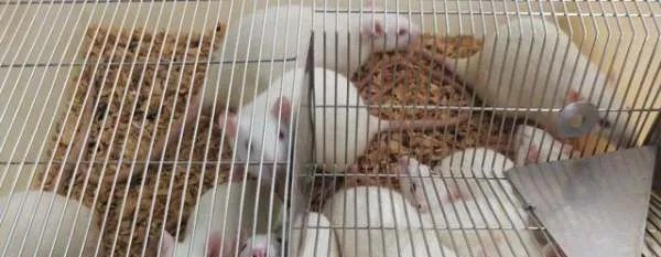 为何科研大都会拿小白鼠做实验,怎么不是其他动物?
