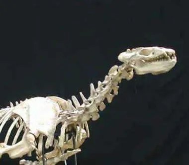 我国科学家在哪里发现远古混元兽化石？