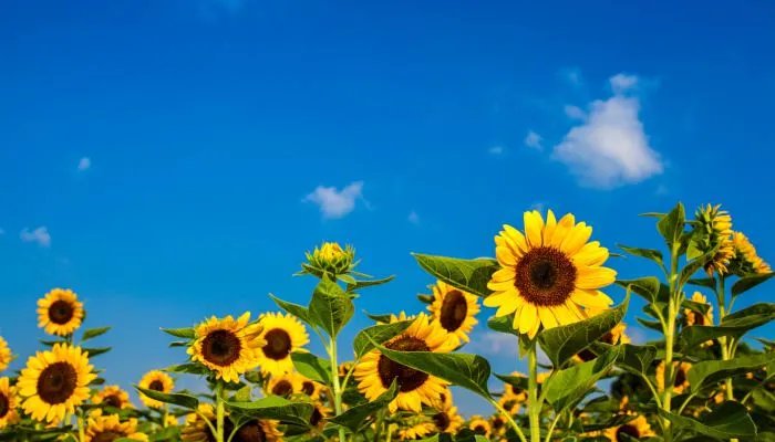 六月你好说说语录