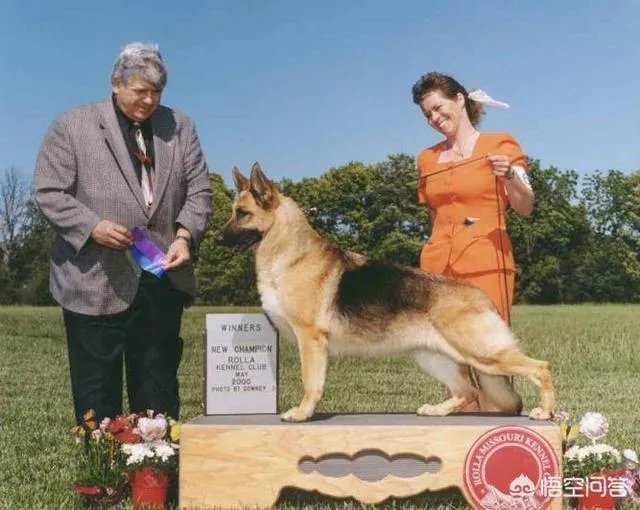 如何评价弓背德国牧羊犬?