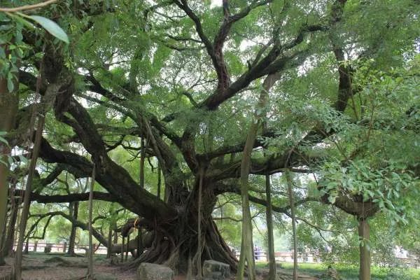 广东1100岁的古榕树倒塌,相关部门该如何处理这件事情呢?