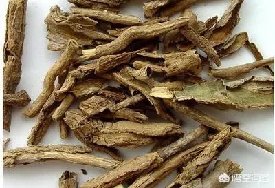 什么叫地骨皮？