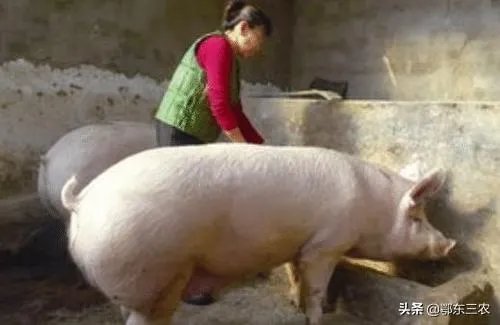 猪价连续下跌九天了，是什么原因造成猪价大跌，何时能上涨？