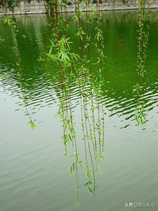 我花8000元买了三张国画,请内行点评一下,值吗?