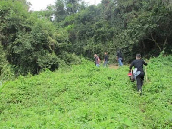 种生基是什么意思?