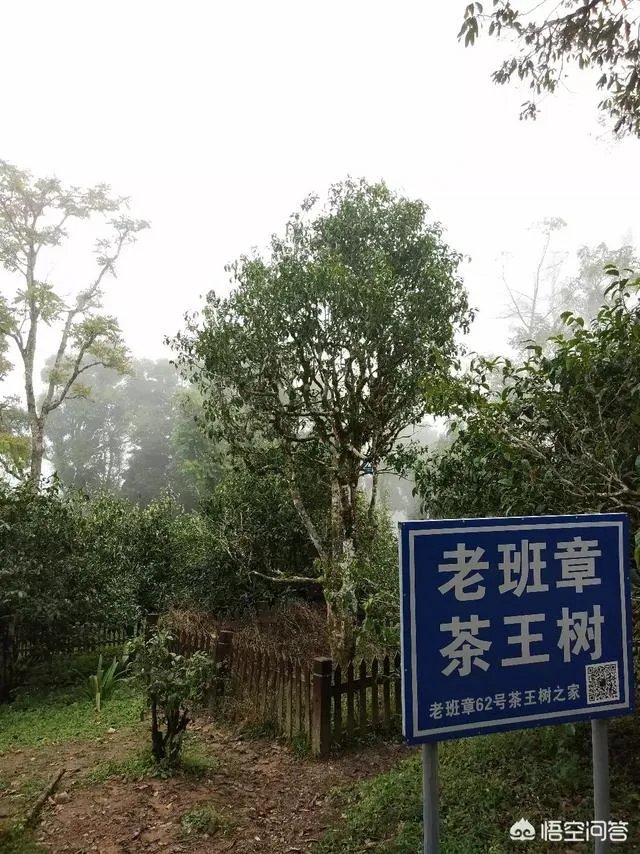 哪些论坛里对普洱茶的介绍比较权威？