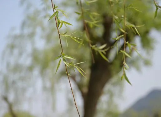 寒时！清明节门上插柳枝有什么含义