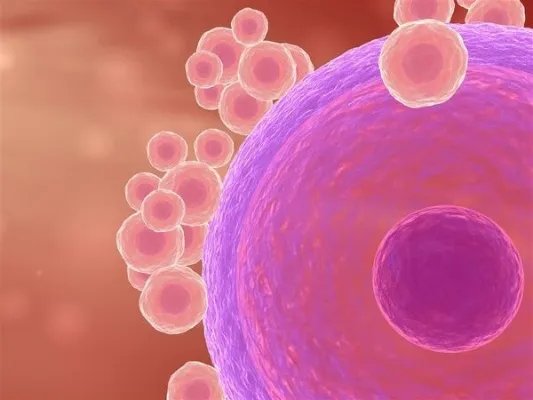 女人受孕过程是怎样的