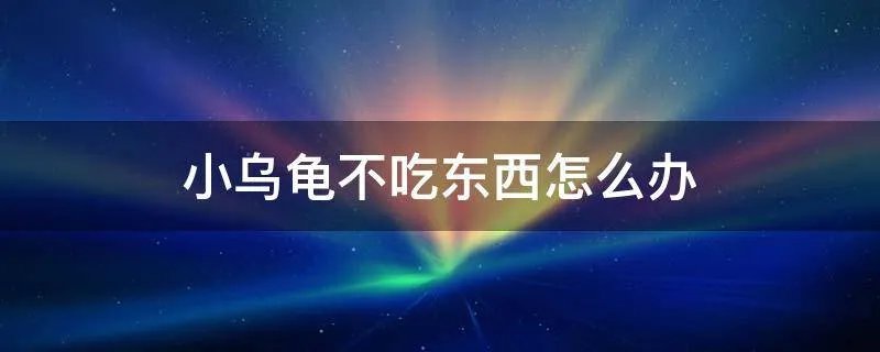 小乌龟不吃东西怎么办