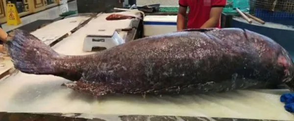 广东渔民捕获280斤石斑鱼，如此巨大的石斑鱼是怎么捕获的？