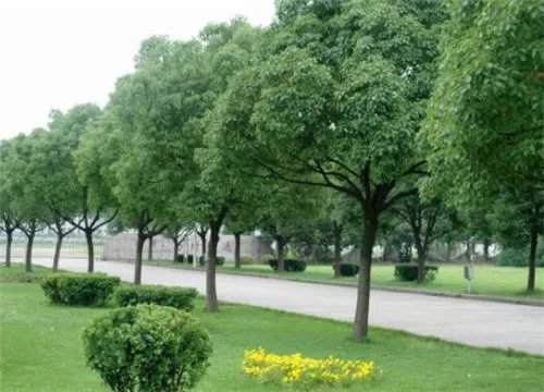 香樟树的特点有哪些 香樟树有哪些美好的寓意