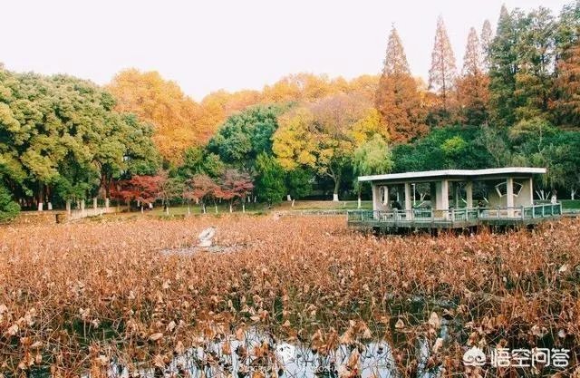 武汉大学和华中科技大学哪个最强？