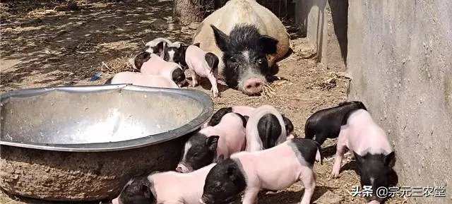 猪价连续下跌九天了，是什么原因造成猪价大跌，何时能上涨？