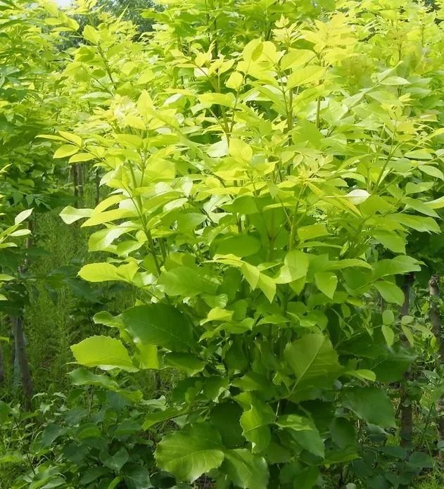 金叶白蜡的介绍