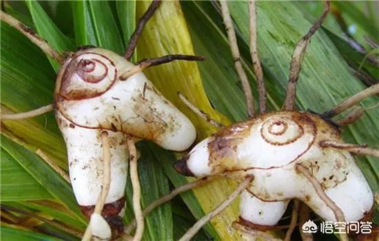 白芨种植前景如何?