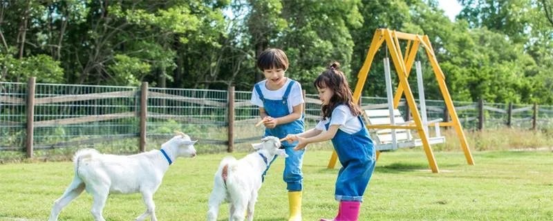 哪种动物的瞳孔是长方形的