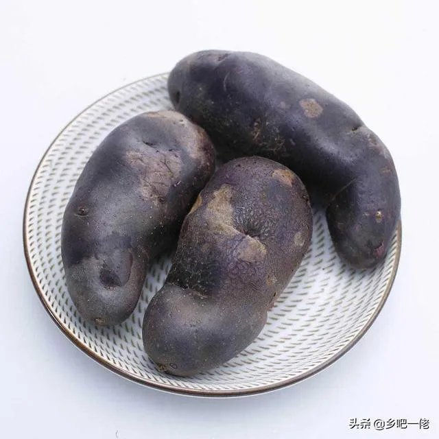 黑土豆有什么生长特性？如何进行种植管理？