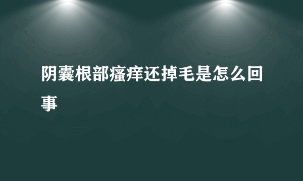 阴囊根部瘙痒还掉毛是怎么回事