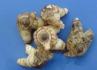 白芨种植前景如何?