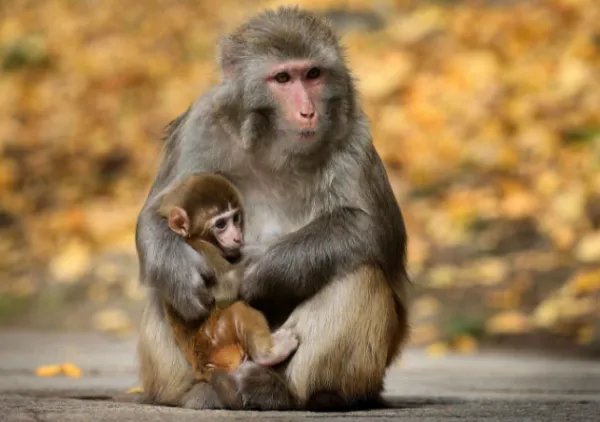 实验猴一只16万元,药企疯狂囤猴,这背后到底发生了什么?