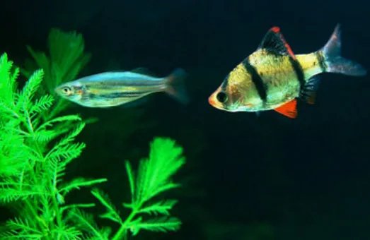 流氓鱼是什么鱼