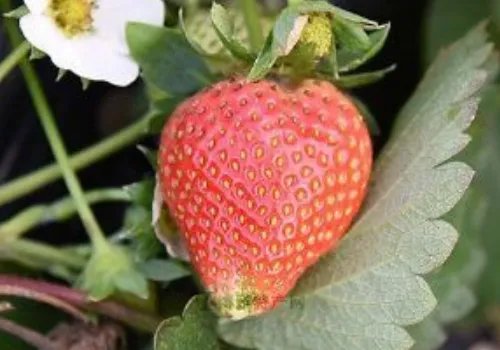 东营的特产有哪些?