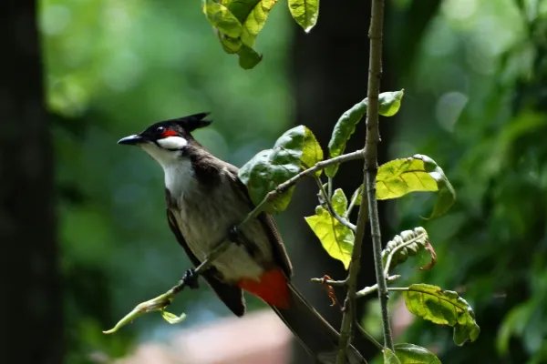 一脸懵逼是什么意思？