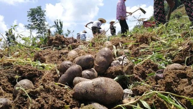 黑土豆有什么生长特性？如何进行种植管理？