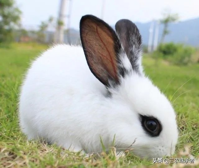 养殖兔子前景好又赚钱，为啥农村人养殖兔子的人很少？