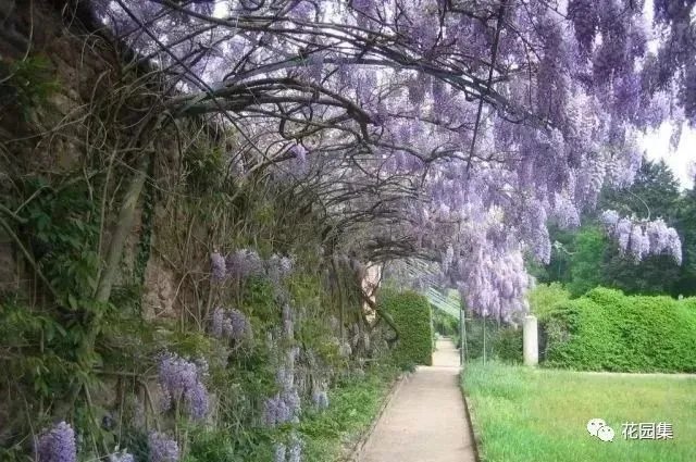 典型英式花园的精髓