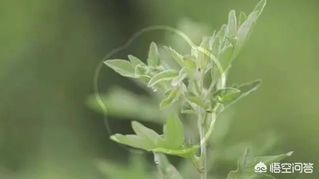 艾灸真的可以治百病吗？