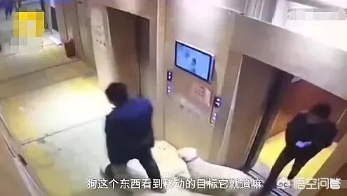 宠物狗不牵绳追撵9岁男童，深圳犬主被罚款500元, 你怎么看？