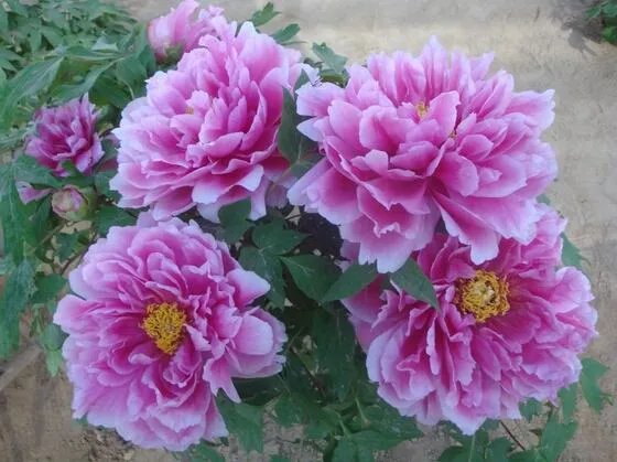 菏泽牡丹很有名么?