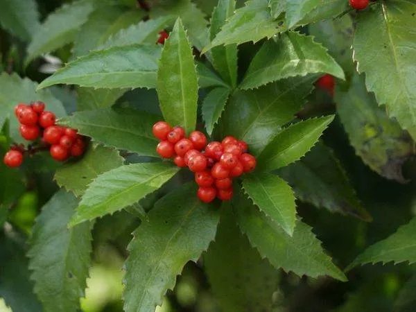 草珊瑚是什么样