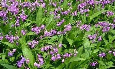 白芨种植前景如何?