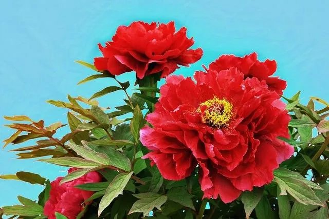 菏泽牡丹很有名么?