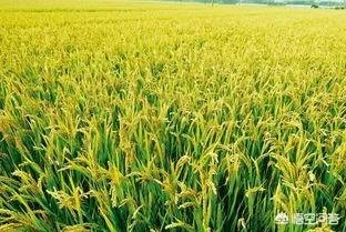 用梯田老式水稻收割机,为什么有的人喜欢边割边脱粒,而不是先割晒一些然后再脱粒?