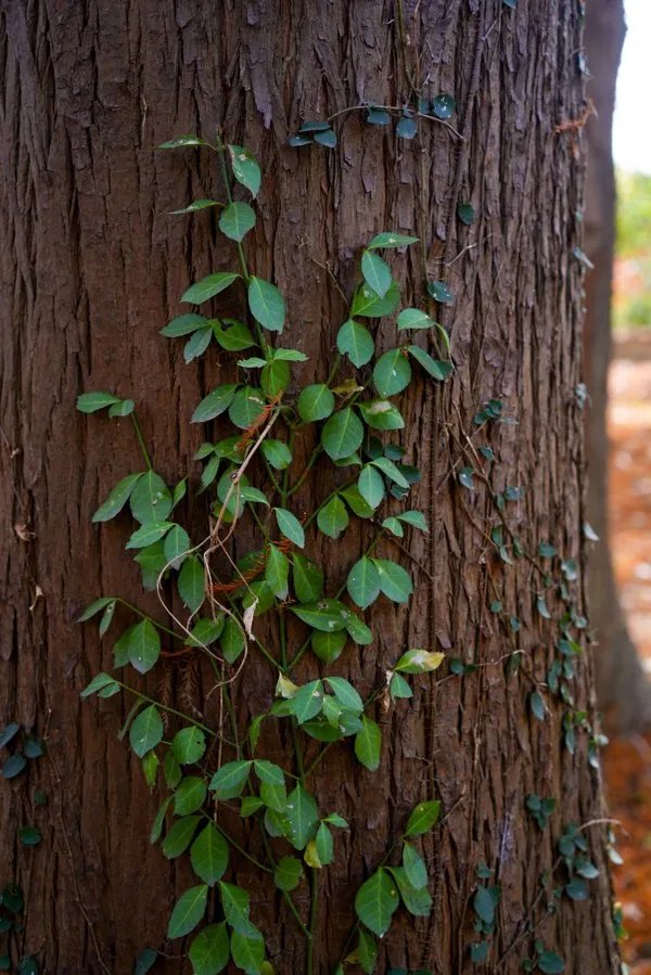 戴沉香木手串的功效与作用