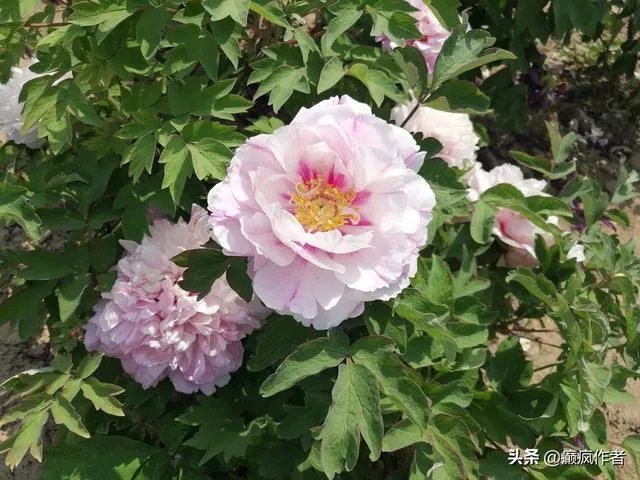 菏泽牡丹很有名么?