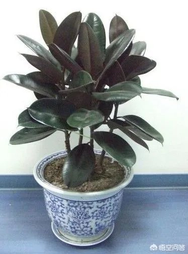 怎么养殖橡皮树？