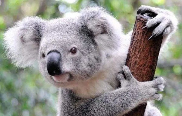 哪种动物拥有和人类相同的指纹