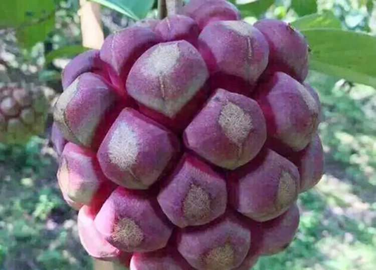 黑老虎的功效与作用