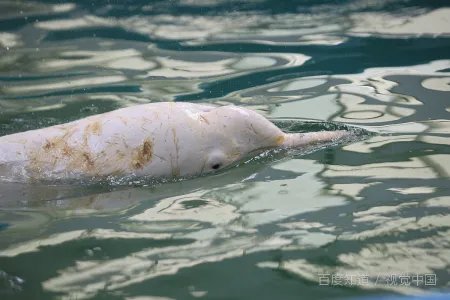 海豚的豚可以组词什么