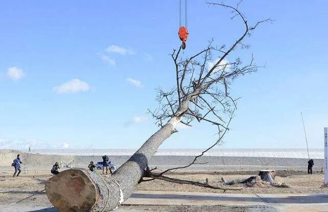 200岁一棵松被砍,你怎么看?