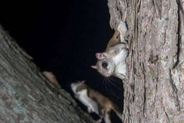 寒号鸟是种什么动物