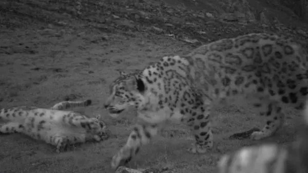 青海海东发现雪豹的踪迹，雪豹是从哪里来的呢？