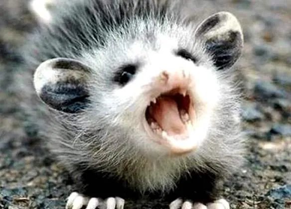 果子狸现身重庆阴条岭,这种动物一般分布在哪些地区?