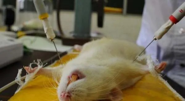 为何科研大都会拿小白鼠做实验，怎么不是其他动物？